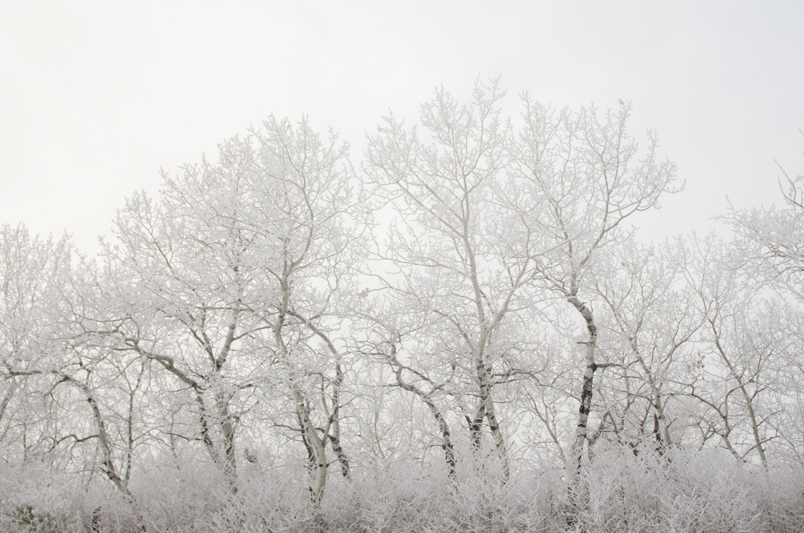 winter solstice scene