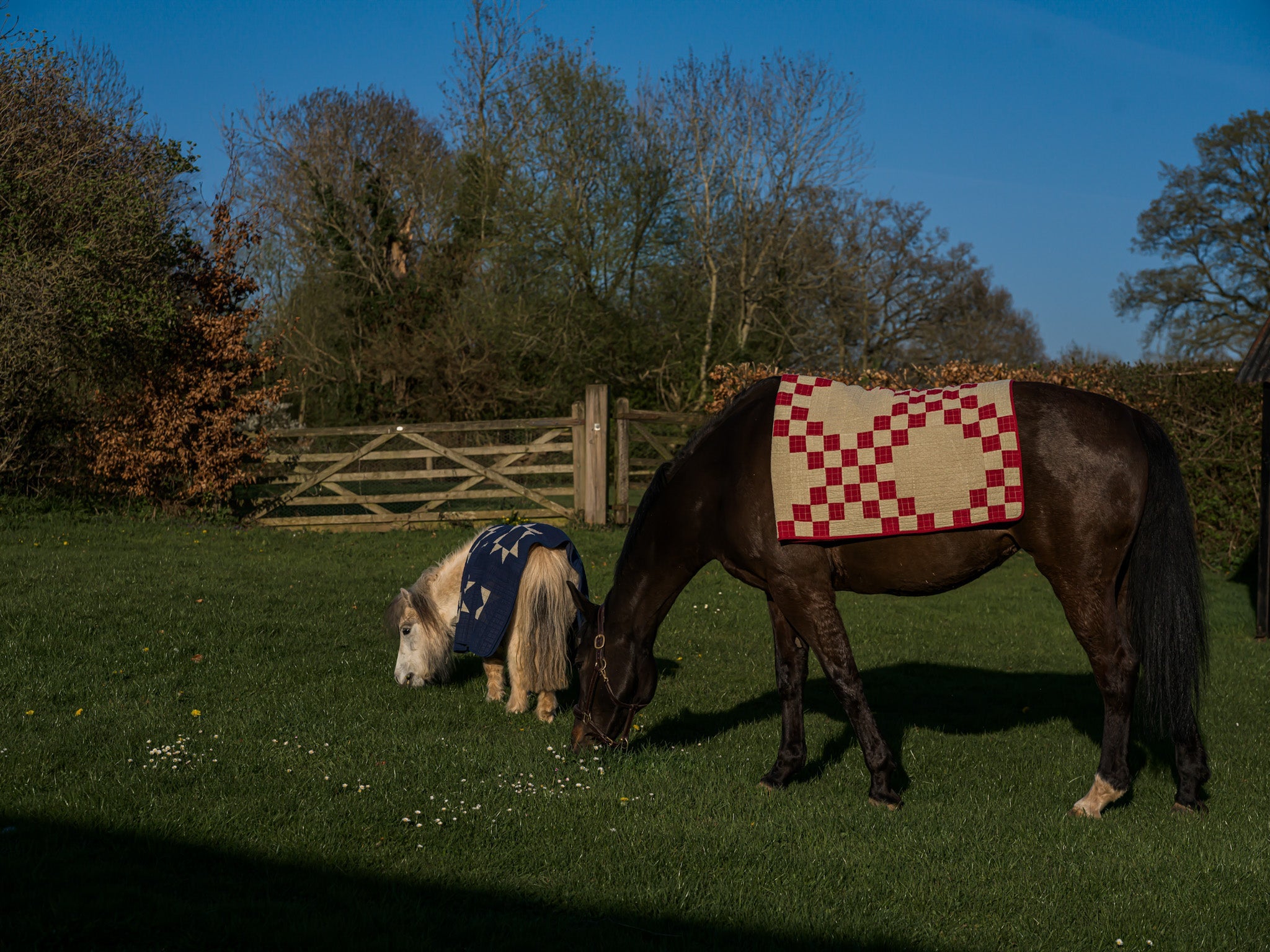 two beautiful horses, one is a big chestnut mare, the other a small shetland pony,calmly graze in their paddock, with patchwork quilts across their backs