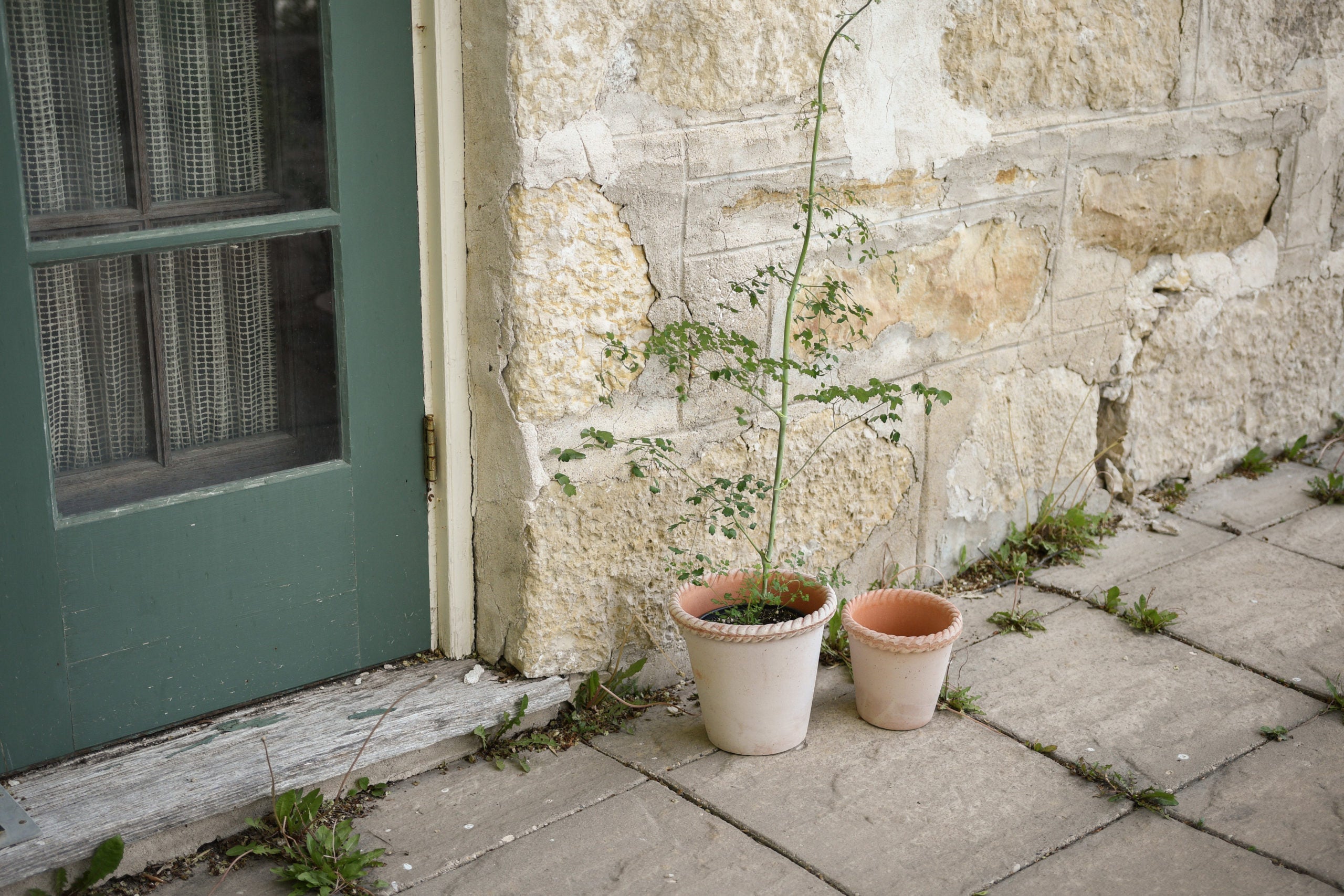 Collection Feature: from earth to windowsill with Bergs Potter