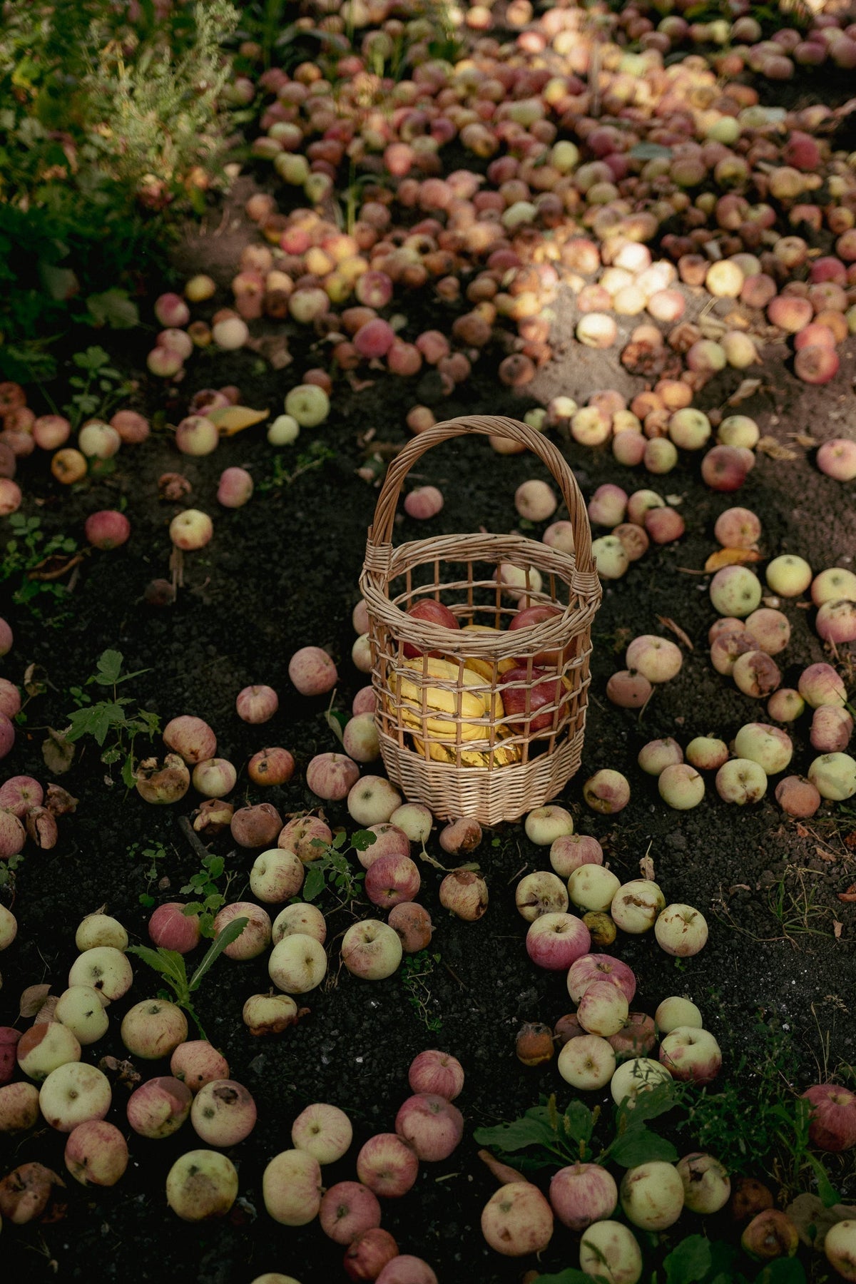 fallen apples on the autumnal ground with a basket in the centre
