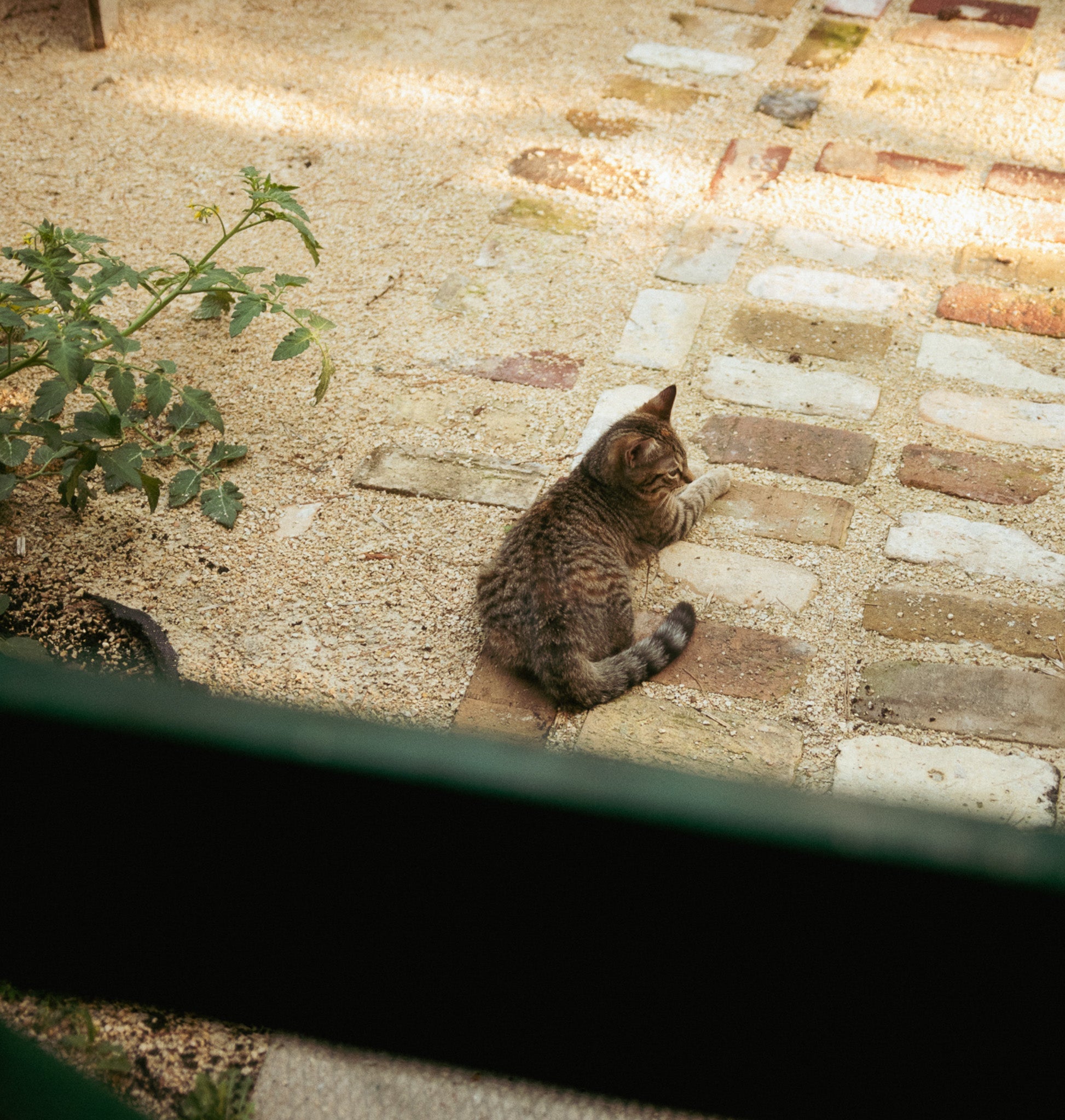 a beautiful kitten sits in the sun on a cottage stone pathway, just outside of the green door frame