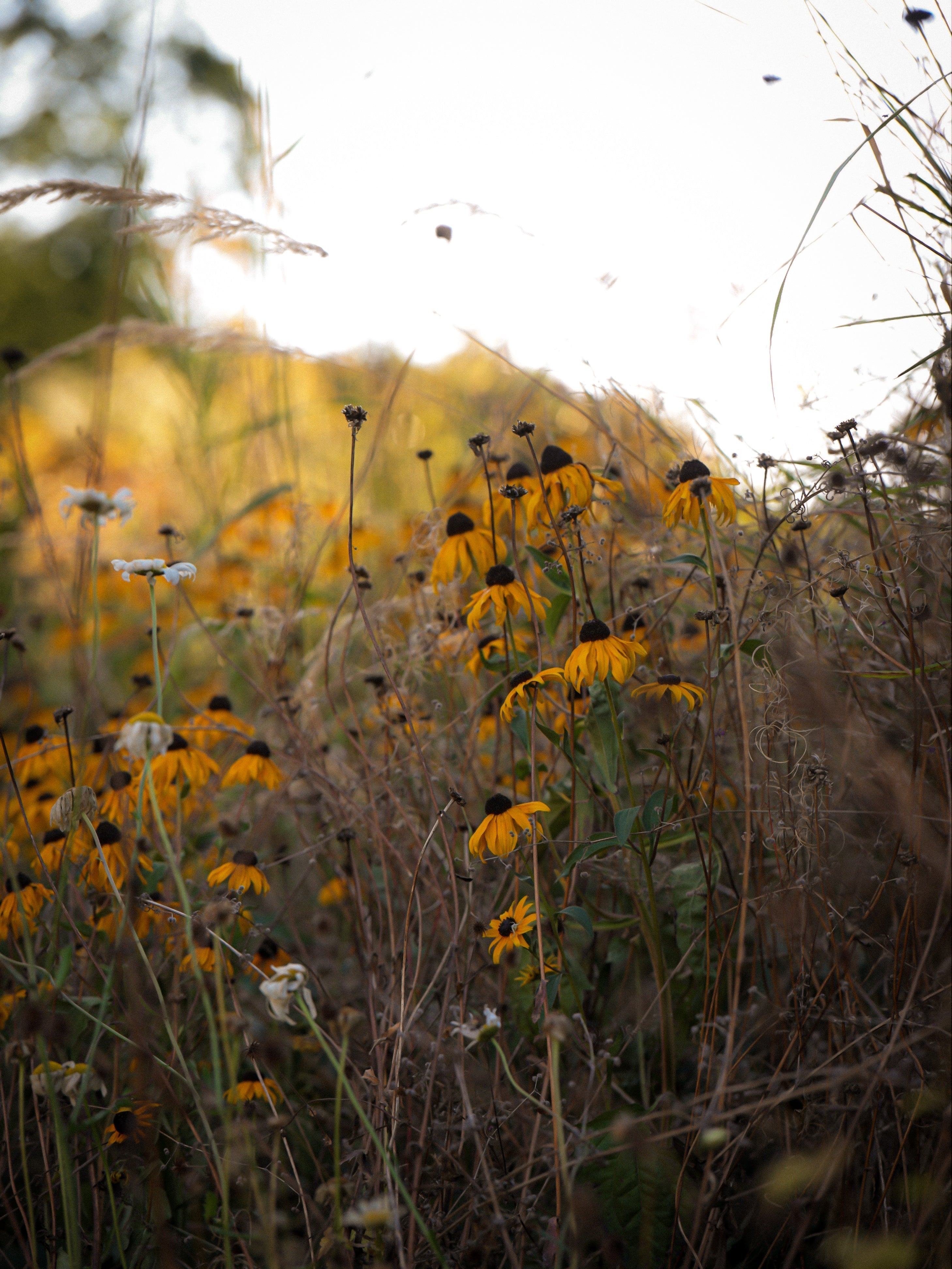 an autumnal field with a large array of rubeckia